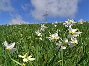 03 In vetta al Linzone (1392 m) distese di narcisi nei pratoni discendenti al Santuario 